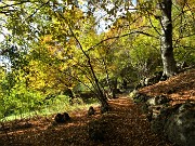 61 Il bosco, baciato dal sole pomeridiano, splende dei colori d'autunno